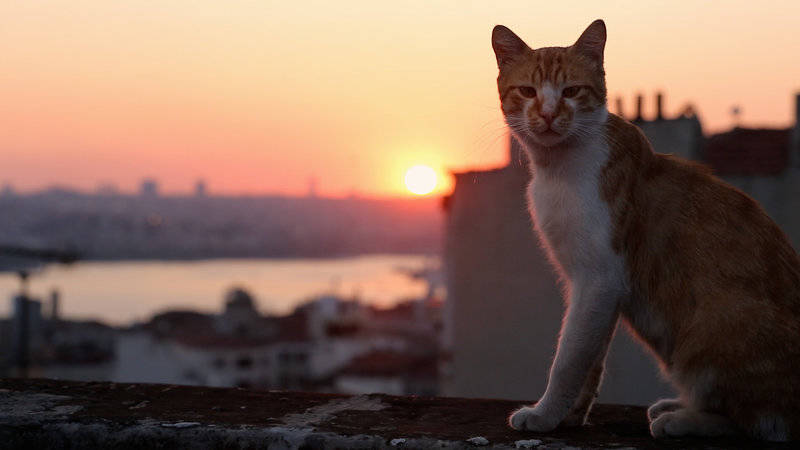 Istanbul, la metropoli che ama i gatti