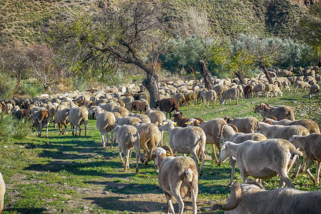 Protesta allevatori e agricoltori Como