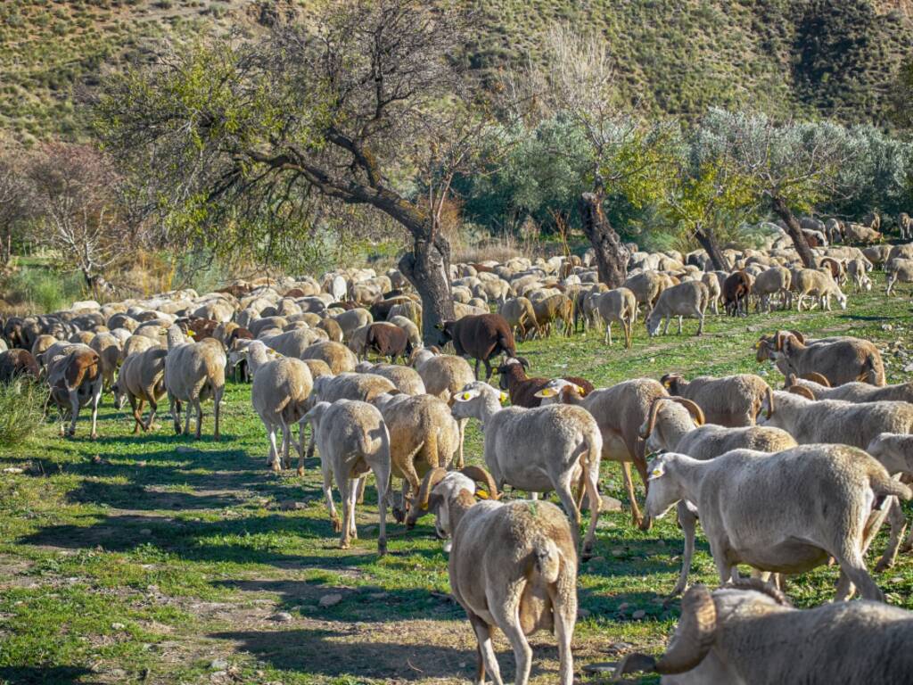 Protesta allevatori e agricoltori Como