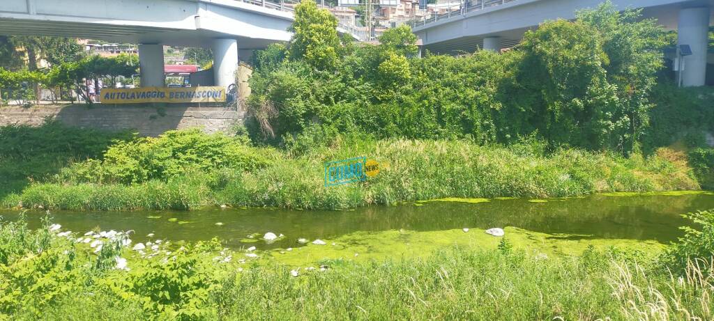 fioritura di alghe fiume breggia tra tavernola e cernobbio le immagini