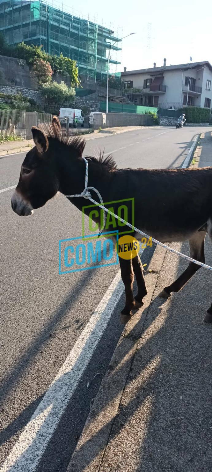 asinello scappa dal recinto e lo trovano in strada a sagnino immagini asino strada