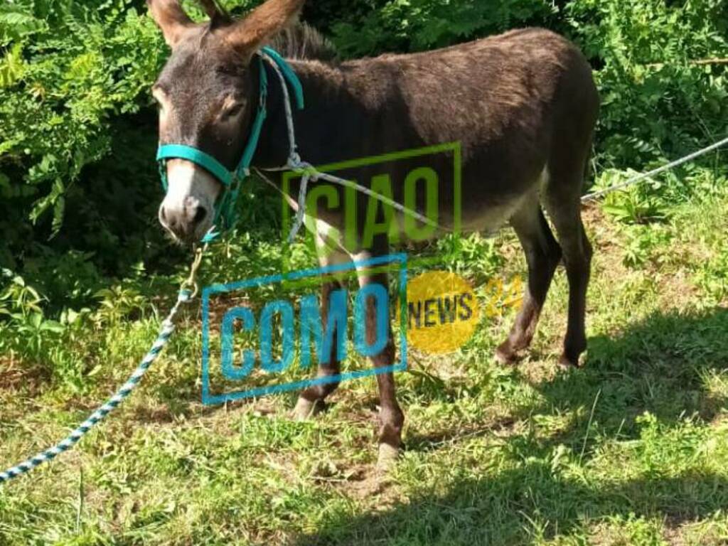 asinello scappa dal recinto e lo trovano in strada a sagnino immagini asino strada