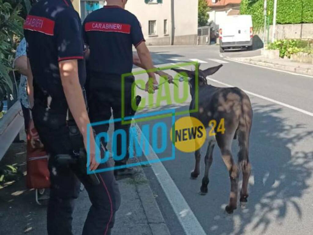 asinello scappa dal recinto e lo trovano in strada a sagnino immagini asino strada