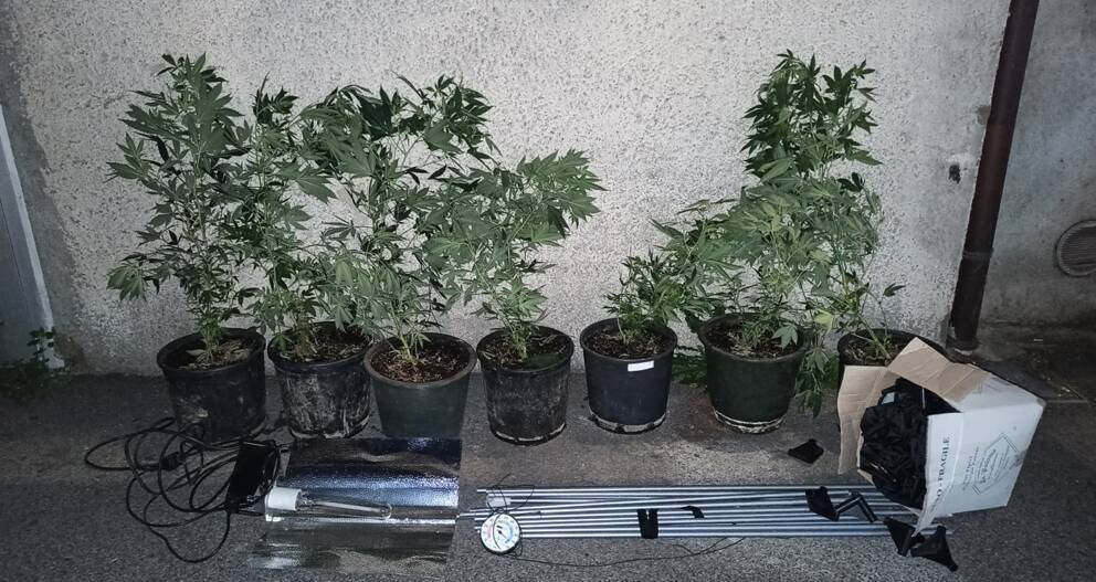 carabinieri arresto cantù per serra produzione marijuana varattoli droga e piante