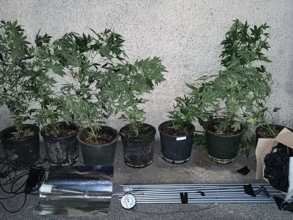 carabinieri arresto cantù per serra produzione marijuana varattoli droga e piante