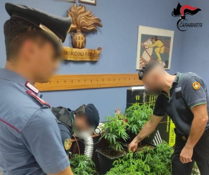 carabinieri asso scoprono serra per fare droga in casa ad asso denunciato